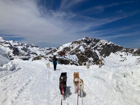 © Akita Zucht "of Büt Yama" | Engadin 2025