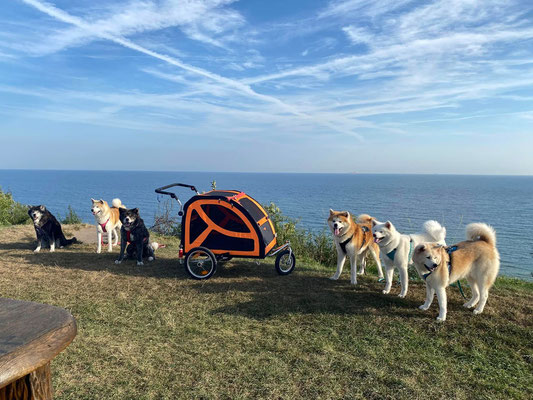 © Akita Zucht "of Büt Yama" | Insel Rügen & Hiddensee