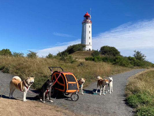 © Akita Zucht "of Büt Yama" | Insel Rügen & Hiddensee
