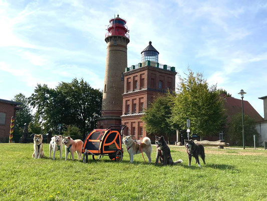 © Akita Zucht "of Büt Yama" | Insel Rügen & Hiddensee