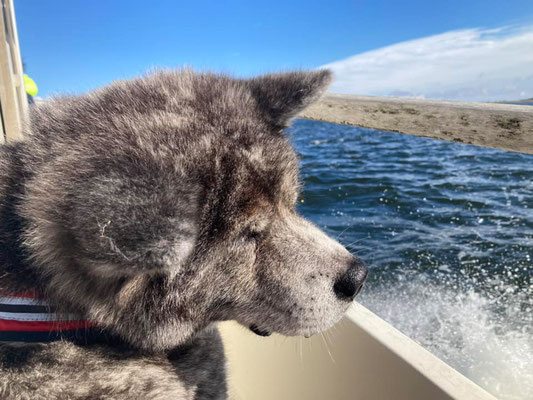 © Akita Zucht "of Büt Yama" | Insel Rügen & Hiddensee