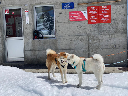 © Akita Zucht "of Büt Yama" | Engadin 2025