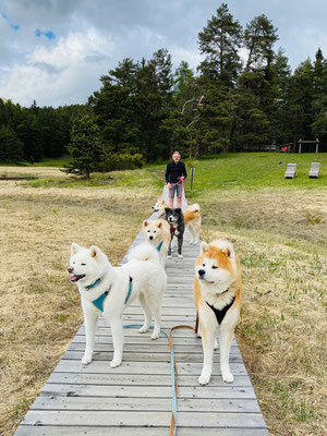 © Akita Zucht "of Büt Yama" | Engadin 2025