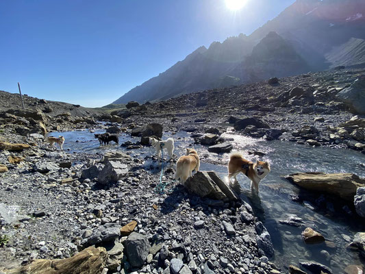 © Akita Zucht "of Büt Yama" | Wanderung zum Gletscherseeli