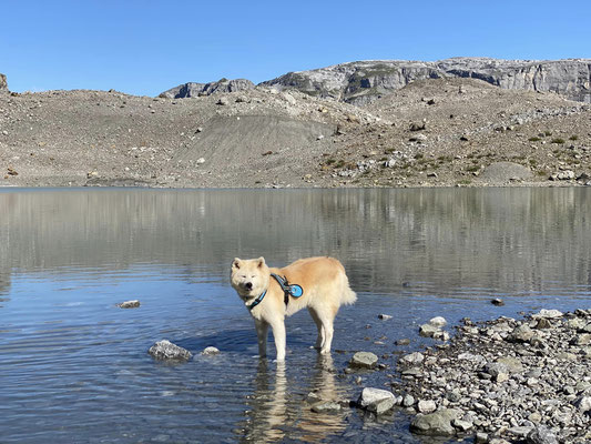 © Akita Zucht "of Büt Yama" | Wanderung zum Gletscherseeli