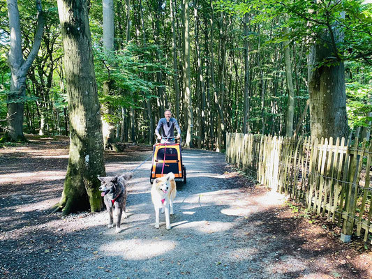 © Akita Zucht "of Büt Yama" | Insel Rügen & Hiddensee