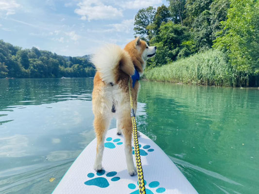 © Akita Zucht "of Büt Yama" | SUP mit Bujin auf dem Rhein 2023