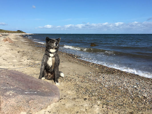 © Akita Zucht "of Büt Yama" | Klausdorfer Strand Tora