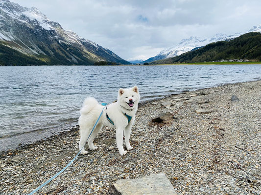 © Akita Zucht "of Büt Yama" | Engadin 2025
