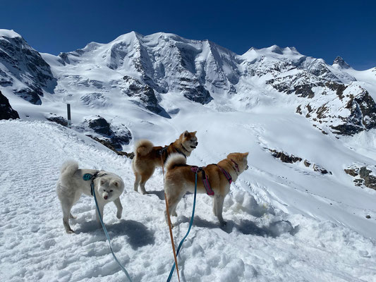 © Akita Zucht "of Büt Yama" | Engadin 2025