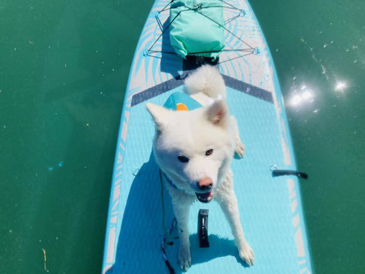 © Akita Zucht "of Büt Yama" | SUP mit Yuki auf dem Rhein 2023