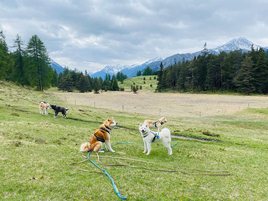© Akita Zucht "of Büt Yama" | Engadin 2025