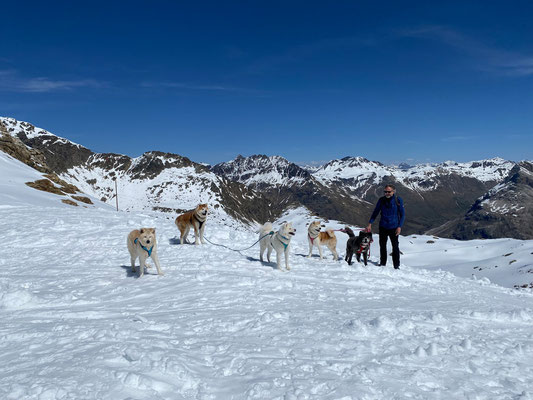 © Akita Zucht "of Büt Yama" | Engadin 2025