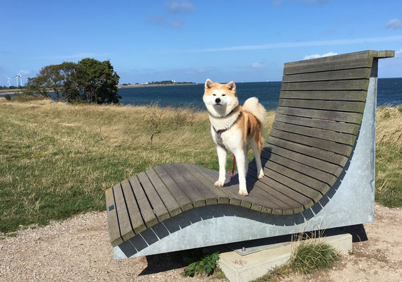 © Akita Zucht "of Büt Yama" | Klausdorfer Strand Miyuu