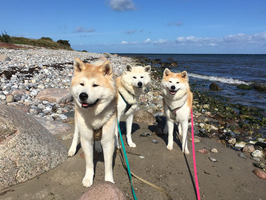 © Akita Zucht "of Büt Yama" | Klausdorfer Strand Kuma & Ginji & Tora