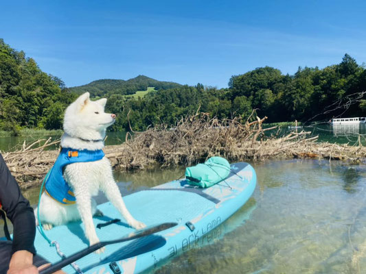 © Akita Zucht "of Büt Yama" | SUP mit Yuki auf dem Rhein 2023