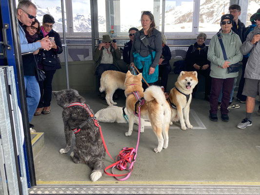 © Akita Zucht "of Büt Yama" | Engadin 2025