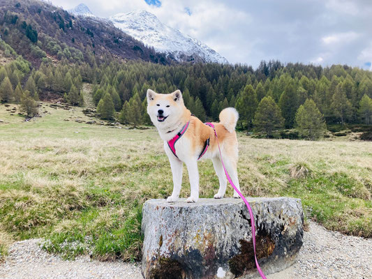 © Akita Zucht "of Büt Yama" | Engadin 2025