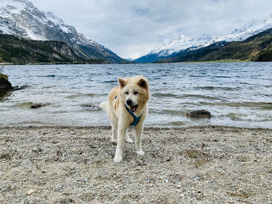 © Akita Zucht "of Büt Yama" | Engadin 2025