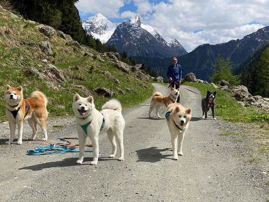 © Akita Zucht "of Büt Yama" | Engadin 2025