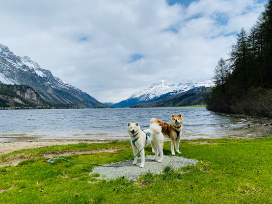 © Akita Zucht "of Büt Yama" | Engadin 2025