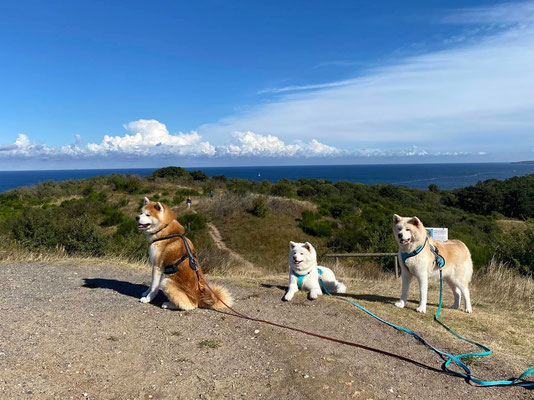 © Akita Zucht "of Büt Yama" | Insel Rügen & Hiddensee