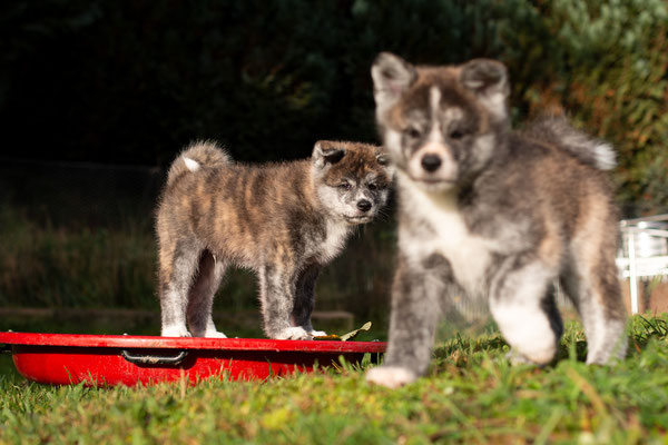 © Akita Zucht "of Büt Yama" |  Sho Go Tora & Sango