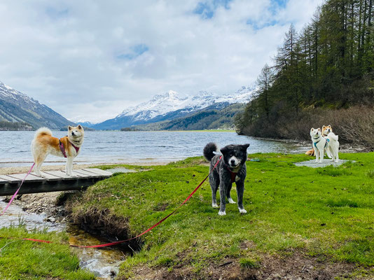 © Akita Zucht "of Büt Yama" | Engadin 2025