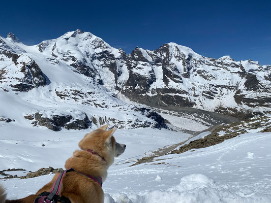 © Akita Zucht "of Büt Yama" | Engadin 2025