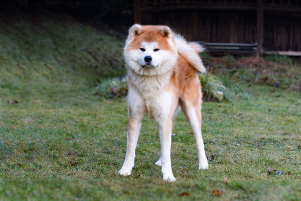 © Akita Zucht "of Büt Yama" | 20 Monate alt