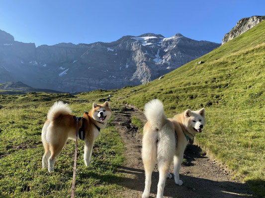 © Akita Zucht "of Büt Yama" | Wanderung zum Gletscherseeli