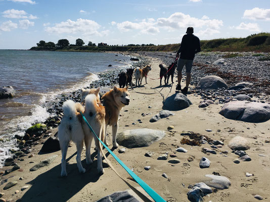 © Akita Zucht "of Büt Yama" | Klausdorfer Strand