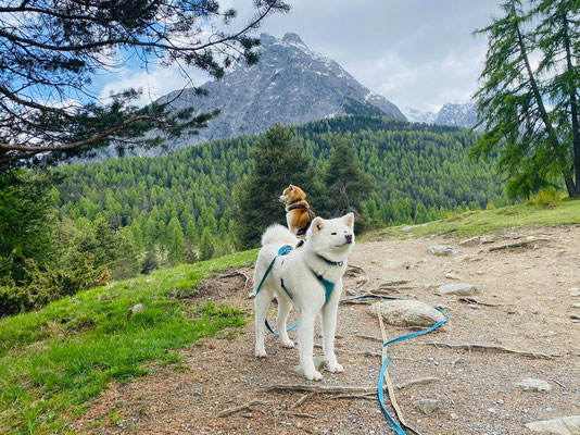 © Akita Zucht "of Büt Yama" | Engadin 2025