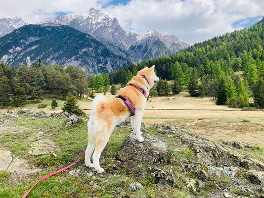 © Akita Zucht "of Büt Yama" | Engadin 2025