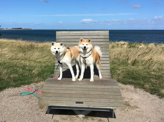 © Akita Zucht "of Büt Yama" | Klausdorfer Strand Ginji & Miyuu