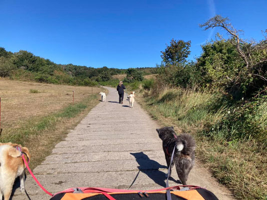 © Akita Zucht "of Büt Yama" | Insel Rügen & Hiddensee