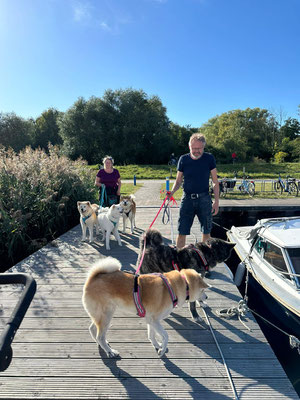 © Akita Zucht "of Büt Yama" | Insel Rügen & Hiddensee