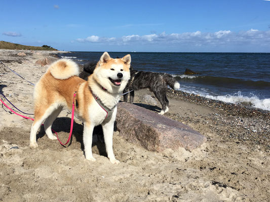 © Akita Zucht "of Büt Yama" | Klausdorfer Strand Miyuu