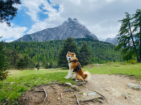 © Akita Zucht "of Büt Yama" | Engadin 2025