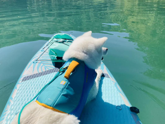 © Akita Zucht "of Büt Yama" | SUP mit Yuki auf dem Rhein 2023