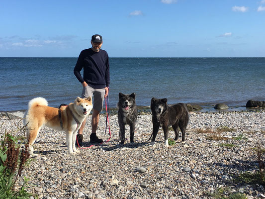 © Akita Zucht "of Büt Yama" | Klausdorfer Strand Miyuu & Tora & Eimai