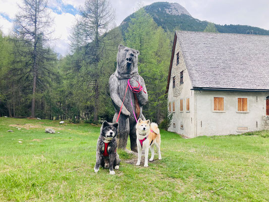 © Akita Zucht "of Büt Yama" | Engadin 2025