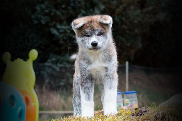 © Akita Zucht "of Büt Yama" | Taro Towa  (07.01.2023 Yuki x Bujin)