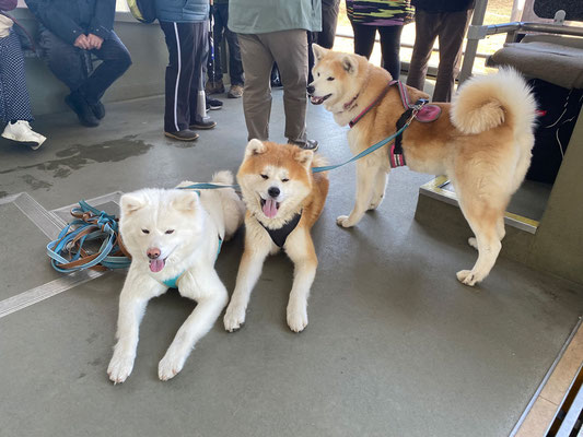 © Akita Zucht "of Büt Yama" | Engadin 2025