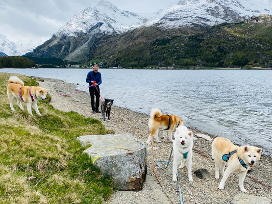 © Akita Zucht "of Büt Yama" | Engadin 2025