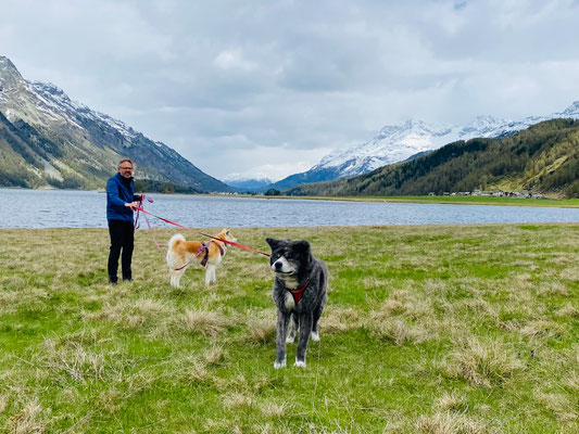 © Akita Zucht "of Büt Yama" | Engadin 2025
