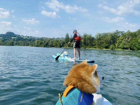 © Akita Zucht "of Büt Yama" | SUP mit Bujin & Yuki auf dem Rhein 2023