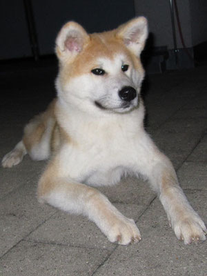 © Akita Zucht "of Büt Yama" | Kaori 6 Monate