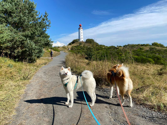 © Akita Zucht "of Büt Yama" | Insel Rügen & Hiddensee
