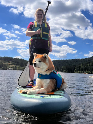 © Akita Zucht "of Büt Yama" | SUP mit Bujin auf dem Schluchsee 2022